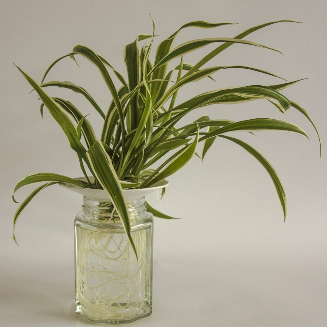 Propagation of cuttings in water Spider plant Botanopia