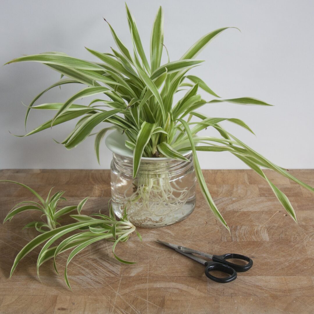 Propagation Of Cuttings In Water Spider Plant Botanopia