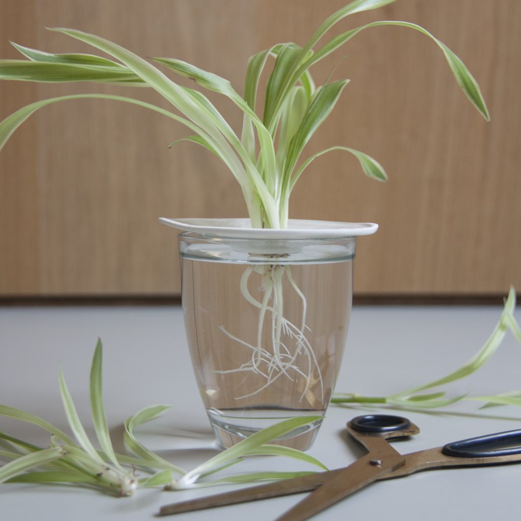 How to propagate your houseplants with water cuttings.