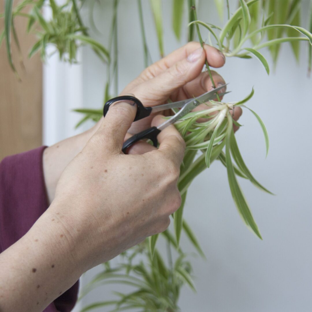 Propagation of cuttings in water - Spider plant - Botanopia