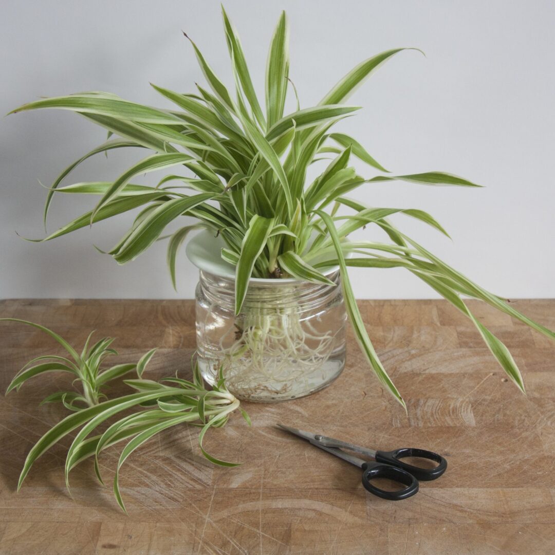 Propagation of cuttings in water Spider plant Botanopia