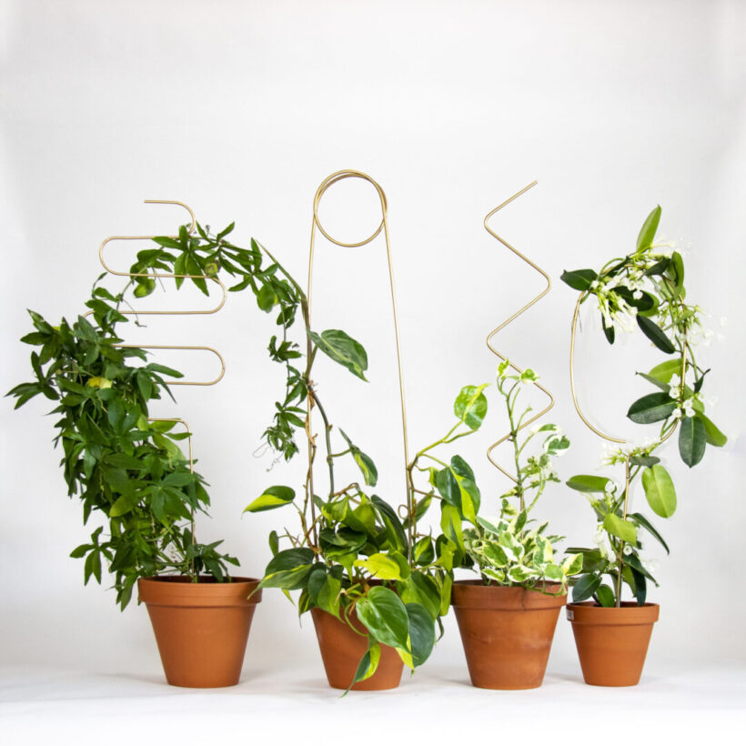 Stilvolle goldene Pflanzenstützen aus recyceltes Aluminium im 4er-Set von Botanopia