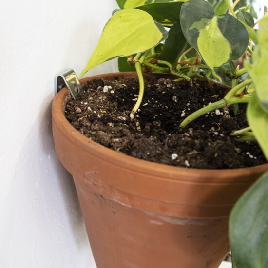 Product foto van Clippy - Wandmontagekit voor 5 terracotta plantenpotten. Ontworpen door Botanopia.  Met aarde en plant in terracotta pot zoom in foto zijaanzicht.