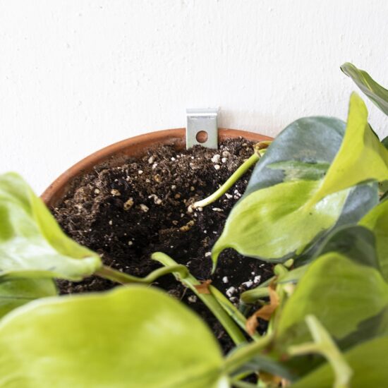 Product foto van Clippy - Wandmontagekit voor 5 terracotta plantenpotten. Ontworpen door Botanopia.  Met aarde en plant in terracotta pot zoom in foto.