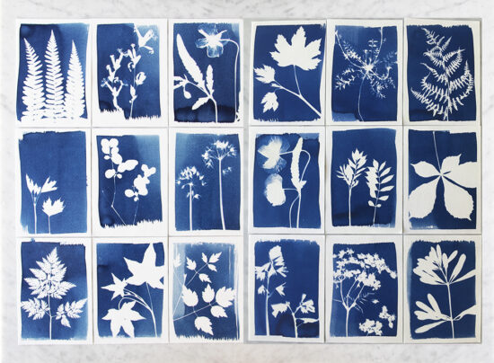 24 voorbeelden van Cyanotype kaarten met planten uit de Botanopia DIY Cyanotype Kit