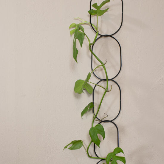 Modern stijlvol vormgegeven Zwarte messing klimplantensteun ketting van 190cm.  Ingezoomde foto met Monstera plant op een taupe muur