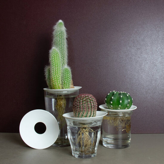 Onze kweekschoteltje maat L is perfect om uw cactus boven water te hangen zodat hij kan groeien met een mooi zicht op de wortels in het water.