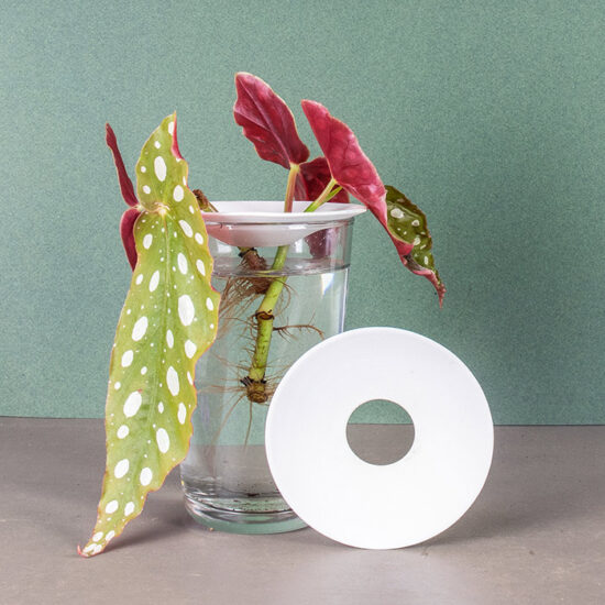Begonia maculata cutting rooting healthy roots in water. To prevent rot in your cuttings, suspend the leaves above the water on our germination plate size L.