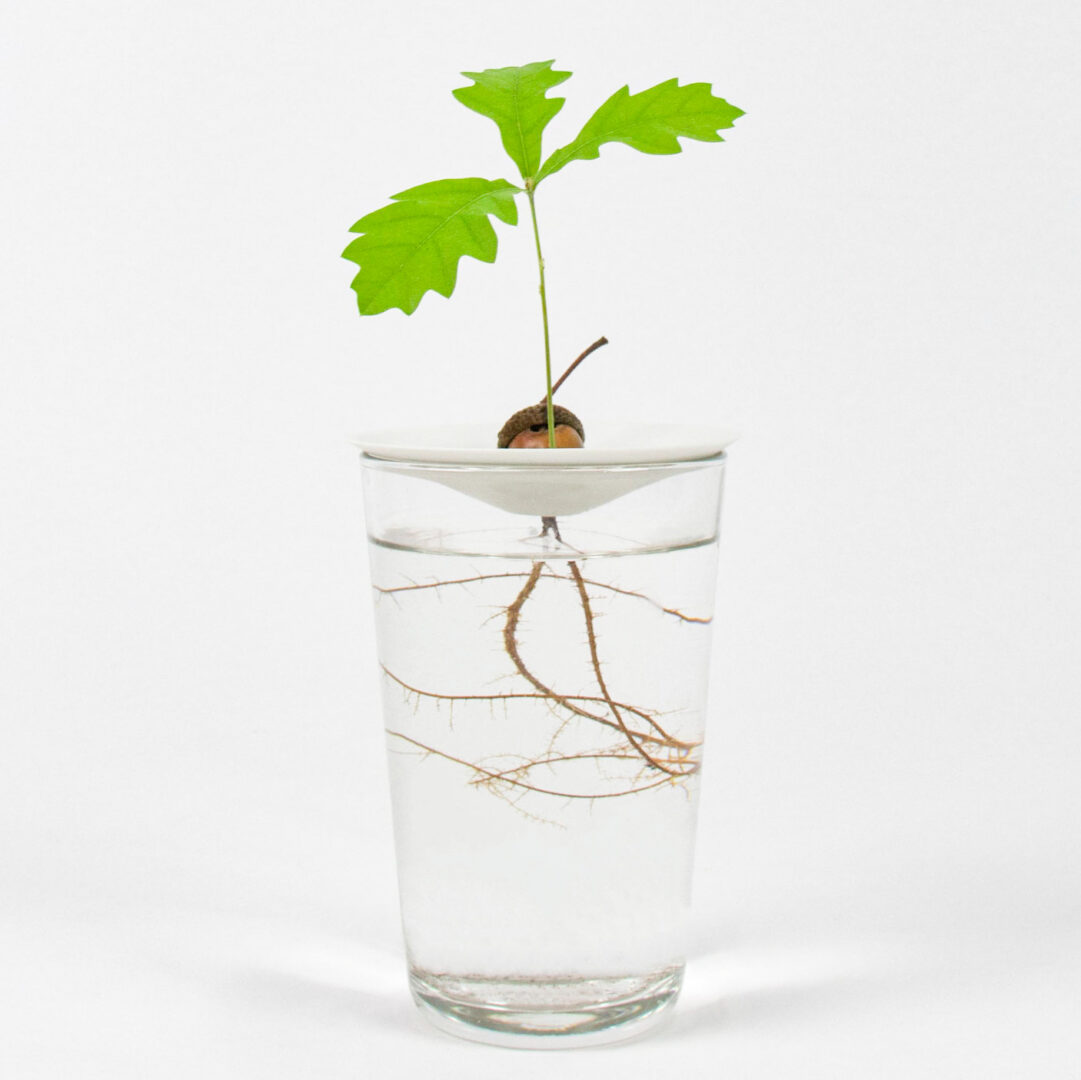 A little acorn growing leaves and roots in the water. Sprout your acorn using our tutorial and let it grow on our porcelain germination plate for a beautiful floating forest.
