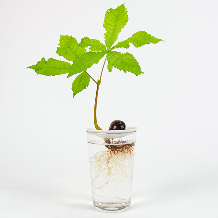 A sprouted horse chestnut growing with the roots in water on a germination plate by Botanopia.