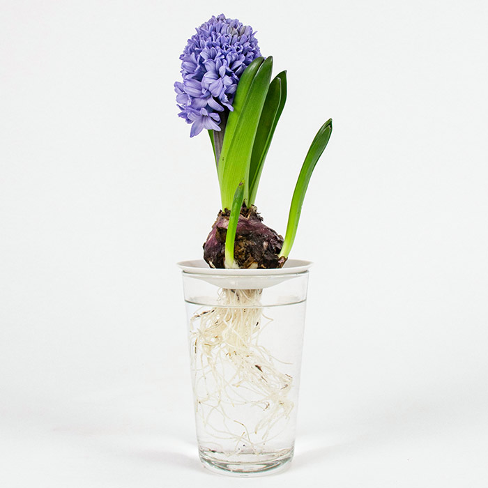 Beautiful hyacinth in bloom with the roots growing in water on our germination plate.