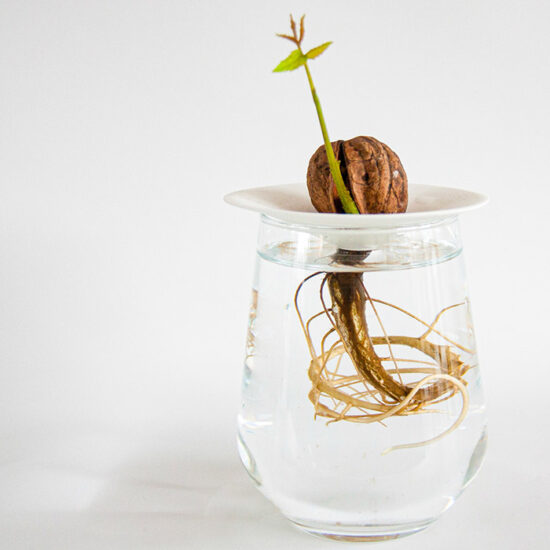 A walnut growing in water with a shoot coming out of the shell. The roots grow in water through the hole in our germination plate.