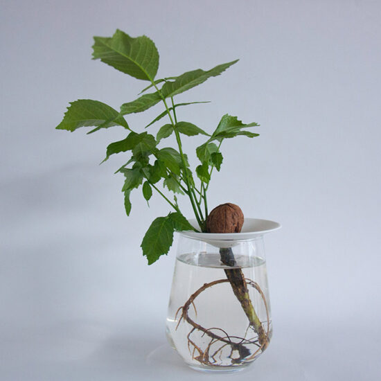 How to grow a walnut into a little tree in water, using our porcelain germination plate.