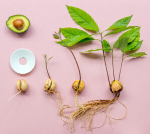 Verschillende maten en stadia van avocadopitten die groeien met wortels en bladeren met de porseleinen ontkiemschotel, door Botanopia