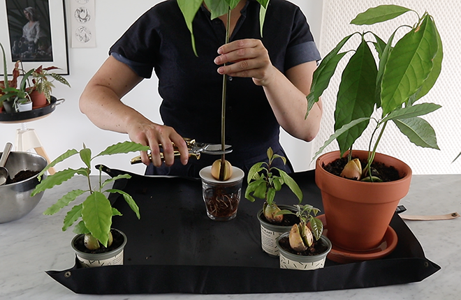 De ultieme gids om je eigen avocado plant te kweken door Botanopia