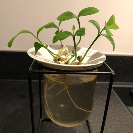 How to grow your lemon pips and citrus seeds into plants- Botanopia