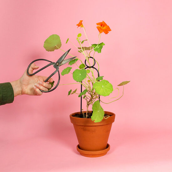 Set of 4 graphic Mini Plant Stakes - Black - Model Pompom