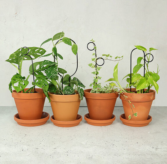 Set of 4 graphic Mini Plant Stakes - Black