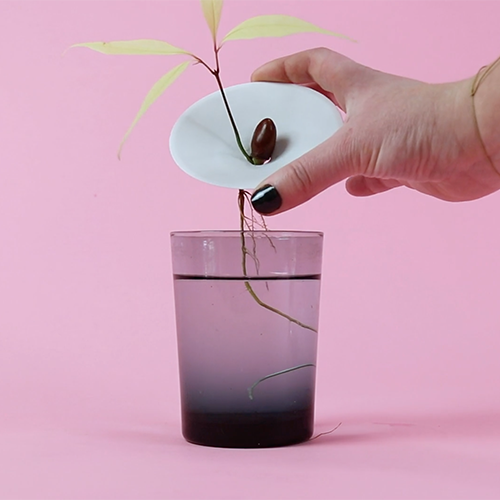 Botanopia how to grow lychee pits in water