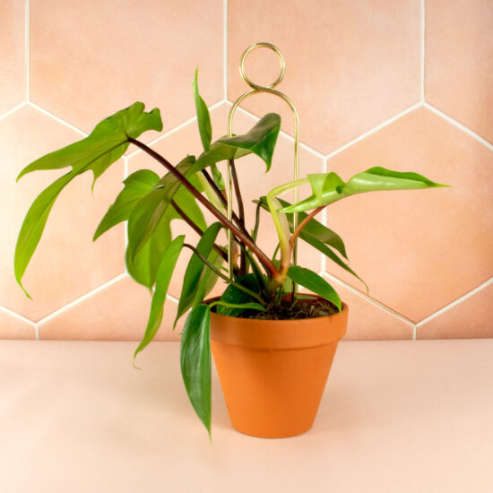 Plant in een terracotta plantenpot ondersteund door PomPom, goud grafische Mini Plantensteun. Elegant vormgegeven door Botanopia. Gemaakt van gerecycled aluminium en geproduceerd in Europa. Roze interieur