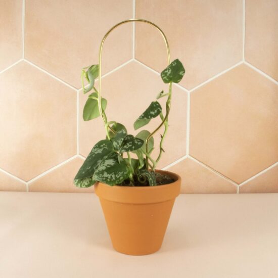 Klimplant in een terracotta plantenpot ondersteund door Hoop, goud grafische Mini Plantensteun. Stijlvol vormgegeven door Botanopia. Gemaakt van gerecycled aluminium en geproduceerd in Europa. Roze interieur