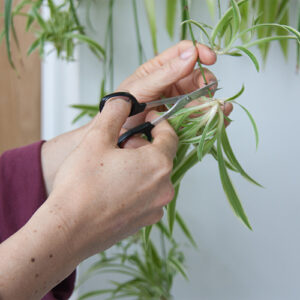 Trim plants with scissor