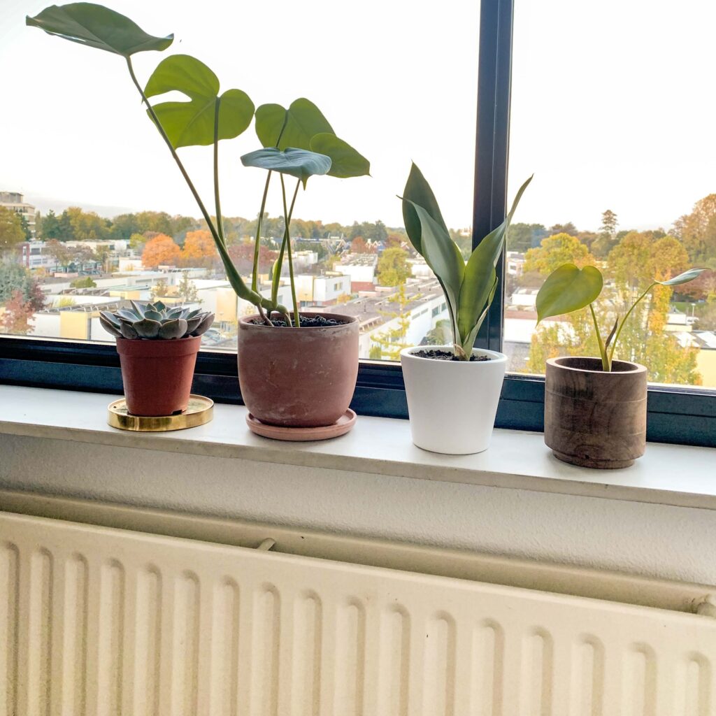 Plants on radiator