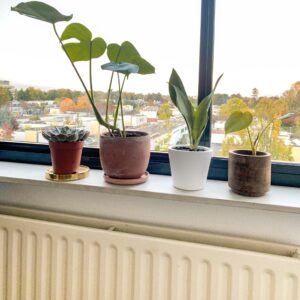 Pflanzen auf dem Fensterbrett über der Heizung