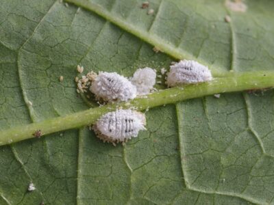 Mealy bugs pests on plant neem oil