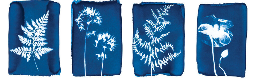 Botanopia Cyanotype prints with plants, leafs, and flowers - Cyanotype greeting cards