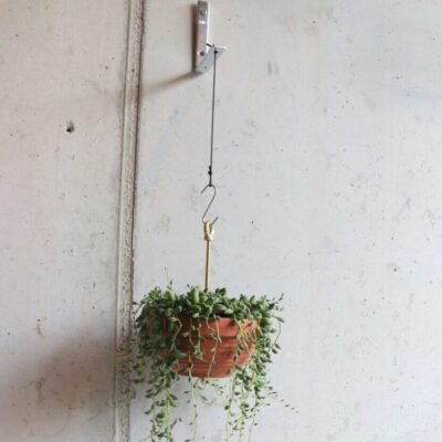 Botanopia plant hanger Bolty on grey wall