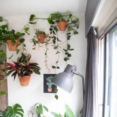 Planten hangend aan muur in woonkamer