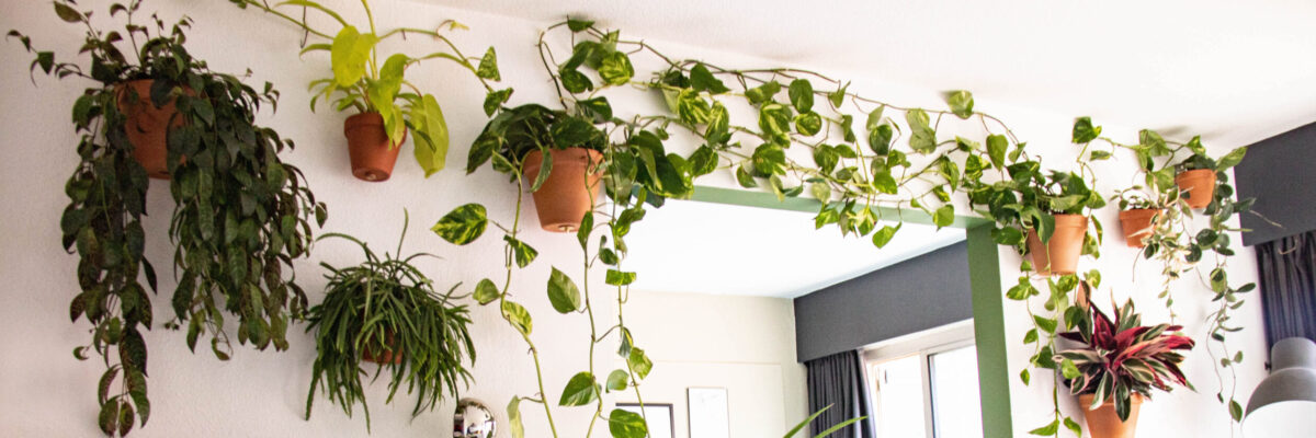 Botanopia plant wall with climbing and hanging plants in Bolty