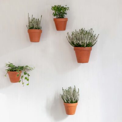 Botanopia Wandmontageset Clippy mit 5 Pflanzen auf weißer Wand