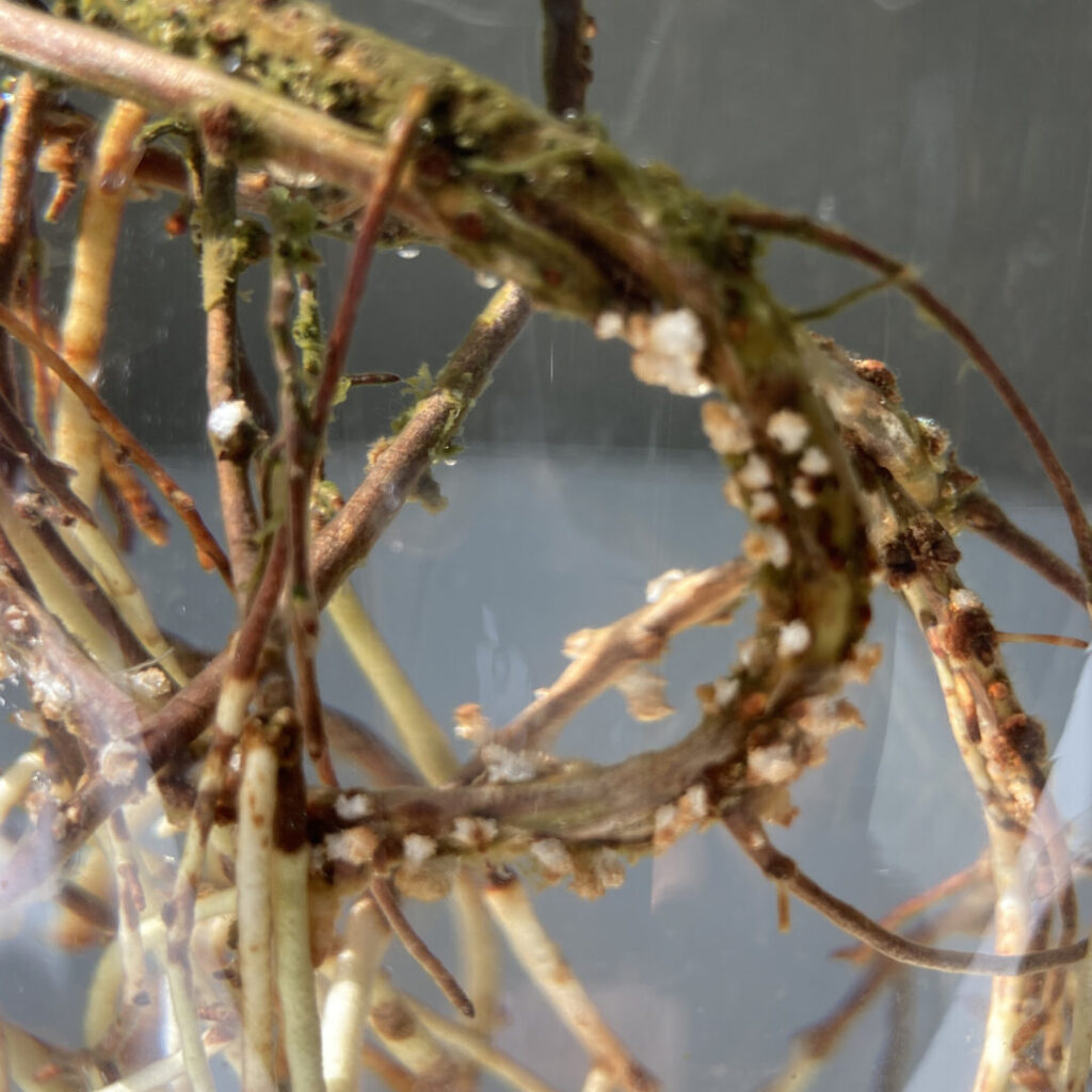 White nodules on the roots of your avocado plant