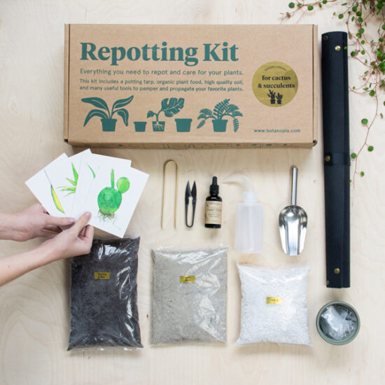 Kit de rempotage pour les cactées et succulentes comprenant une toile de rempotage, du terreau et plus encore.