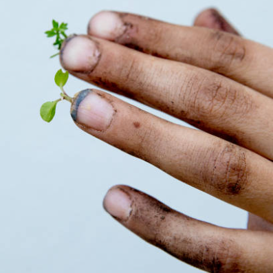 Gardeners hand with dirt under the fingernails