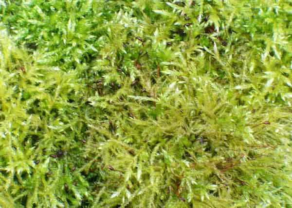 Fresh Sphagnum moss in the wild