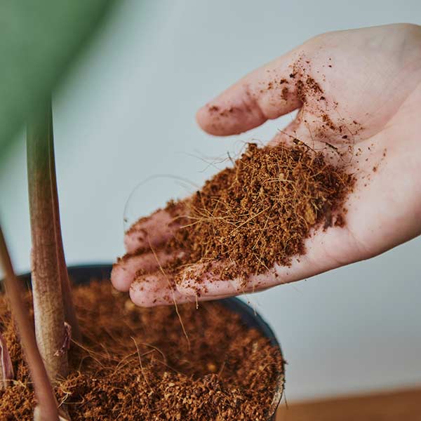 A hand holding some coconut coir in a plant pot Botanopia