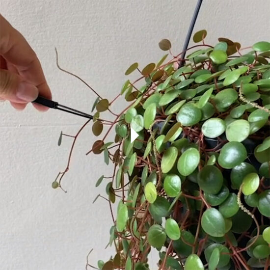 De goede snoeischaar - bonsai schaartje voor planten & meer