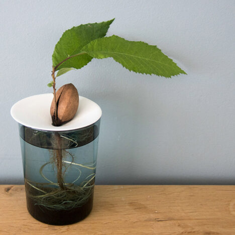 How to successfully germinate pecans in water in 4 easy steps