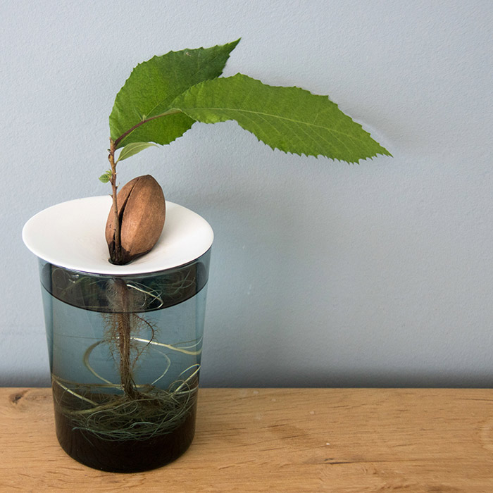 germinate pecans in water using the Botanopia propagation plate