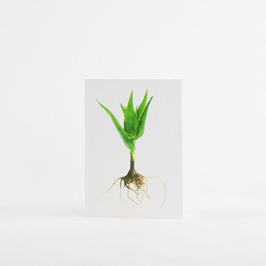cactus kaarten met envelop candelabra aloe by Botanopia