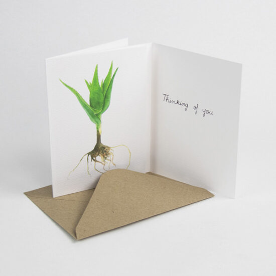 Cactus cards with enveloppe candelabra aloe by Botanopia