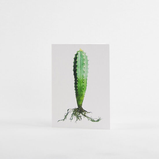 Cactus cards with enveloppe pilosocereus by Botanopia