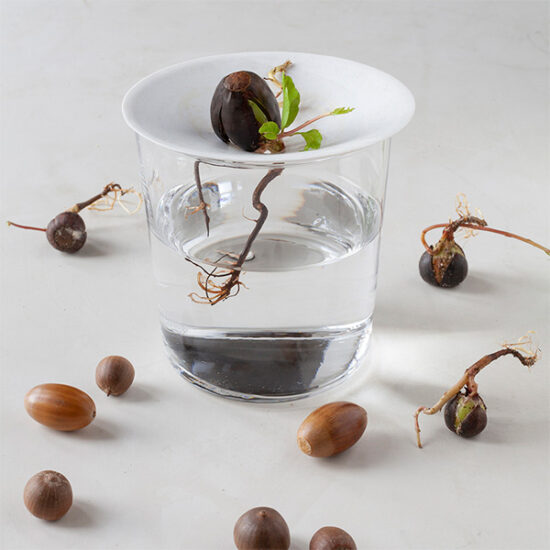 Germination plate size S with acorns by Botanopia