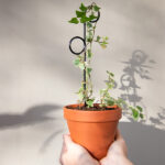 Mini Plant Stake Perch in Black