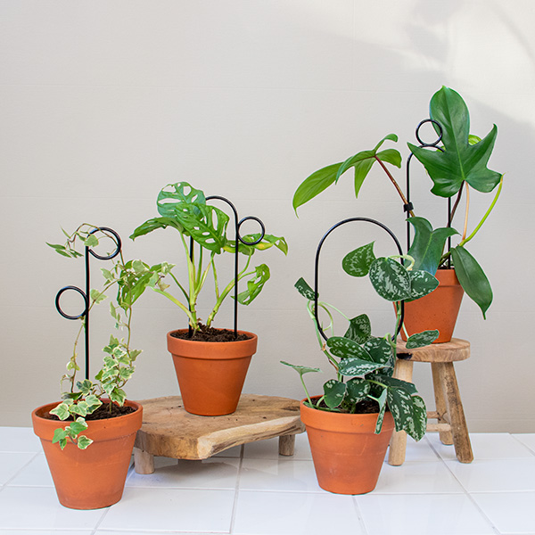 Lot de 4 Mini tuteurs pour plantes