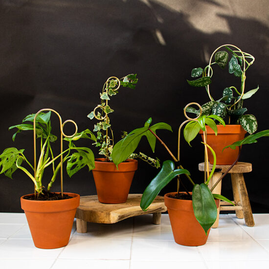 Set of 4 Mini Plant Stakes