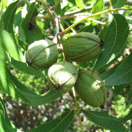 Pecan seeds in a tree